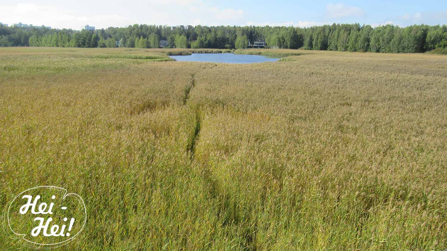 Природная тропа Hanikka Ханка изображение с сайта www.heihei.website